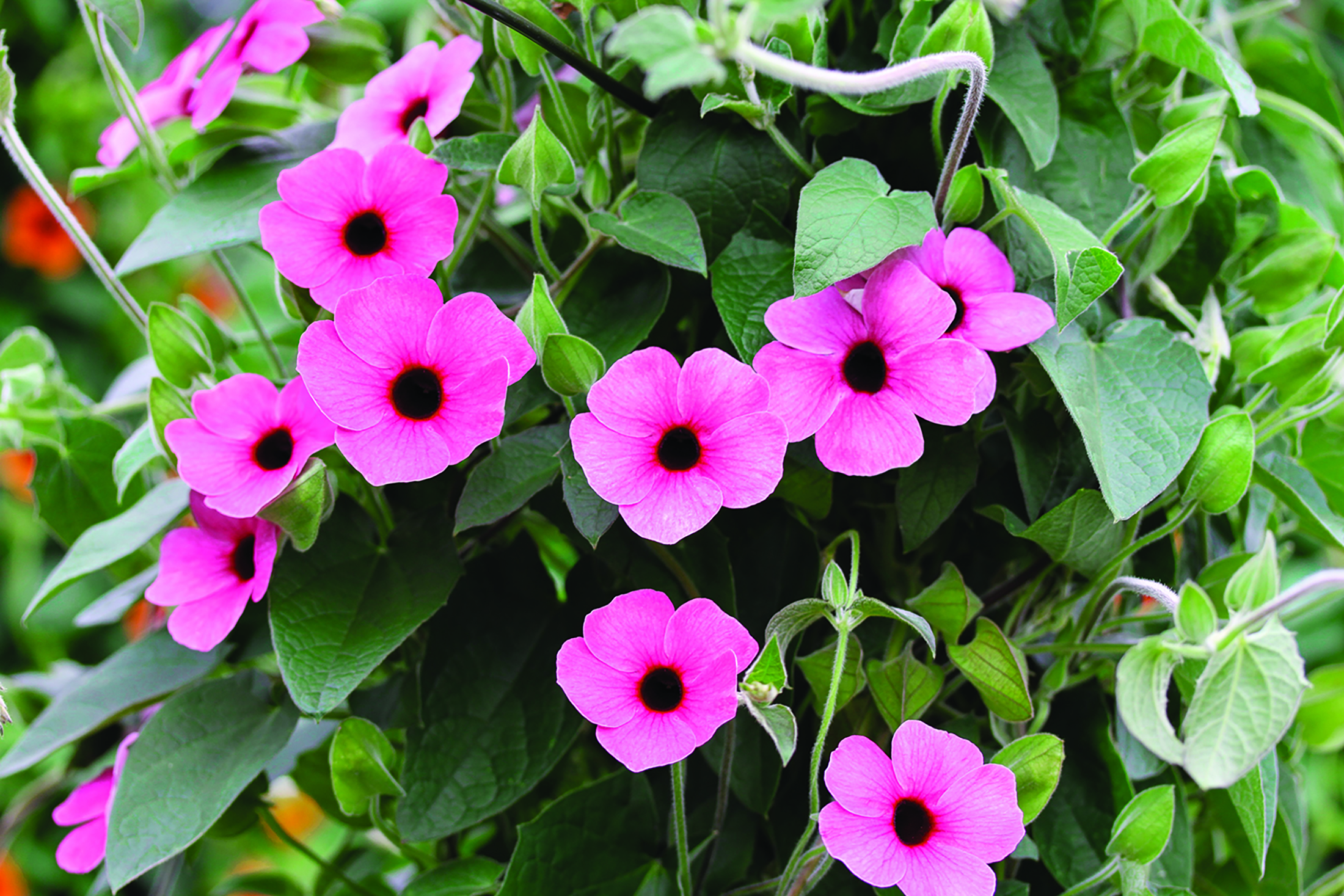 Arizona Rose Black Eyed Susan Vine - Thunbergia - Shades of Rose